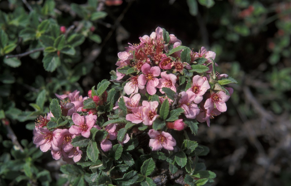 Prunus prostrata, Prostrate Cherry